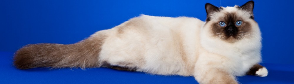 Luvnmittens Birmans